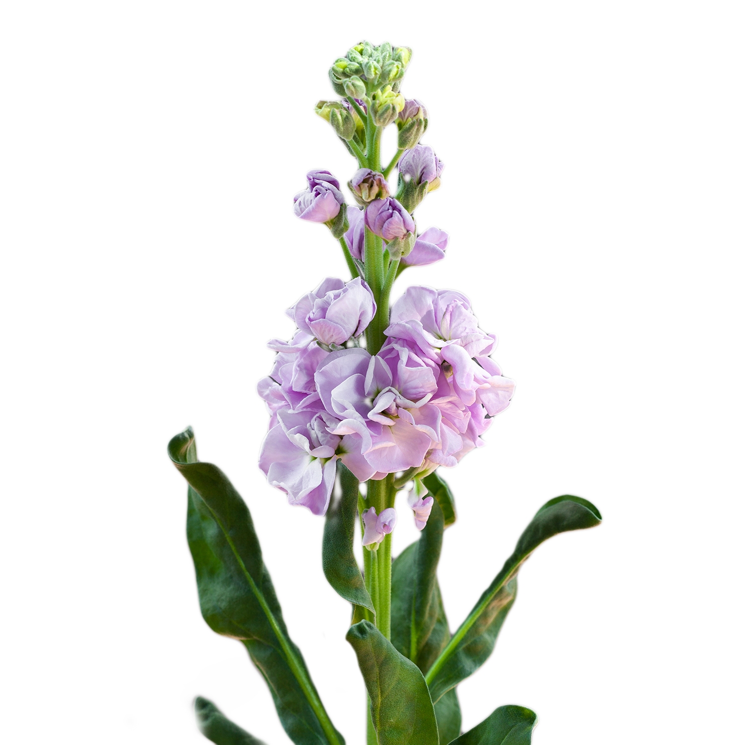GIROFLEE IRON MARINE LILAC